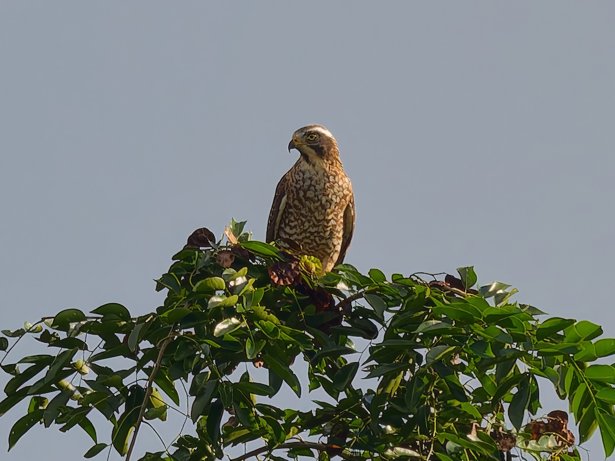 Gray-faced Buzzard - ML646171446
