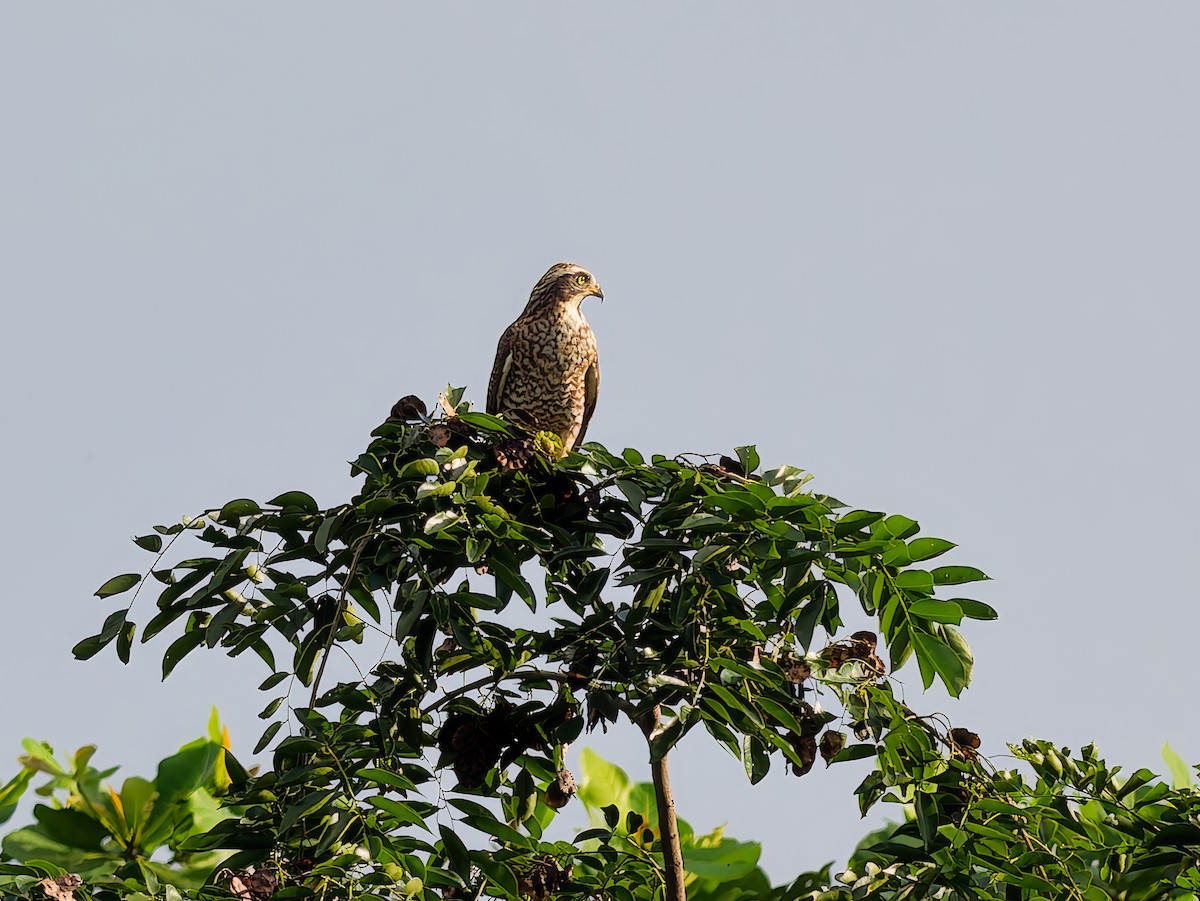 Gray-faced Buzzard - ML646171447