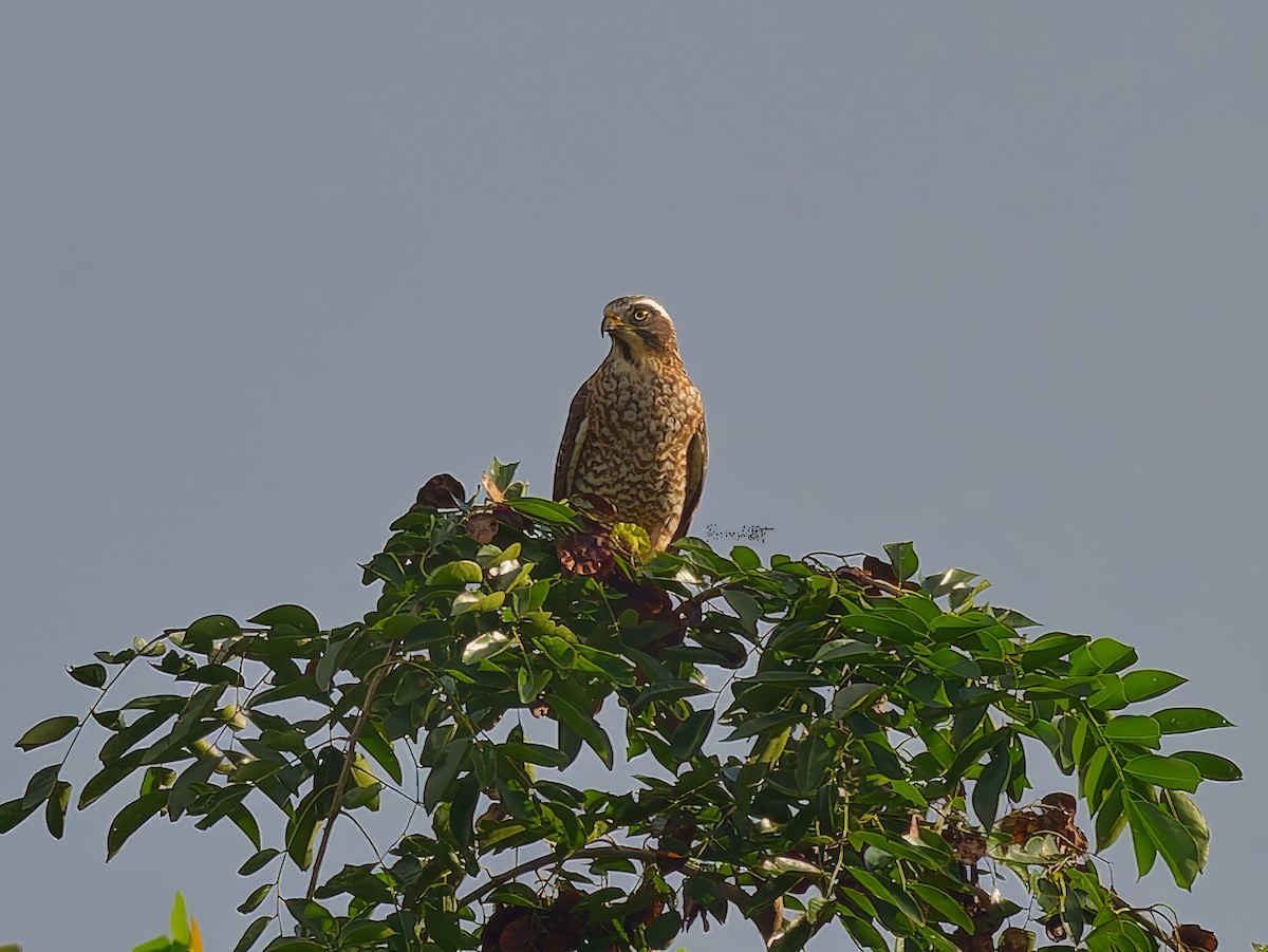 Gray-faced Buzzard - ML646171448
