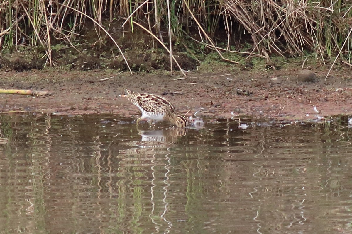 japanbekkasin - ML646171449