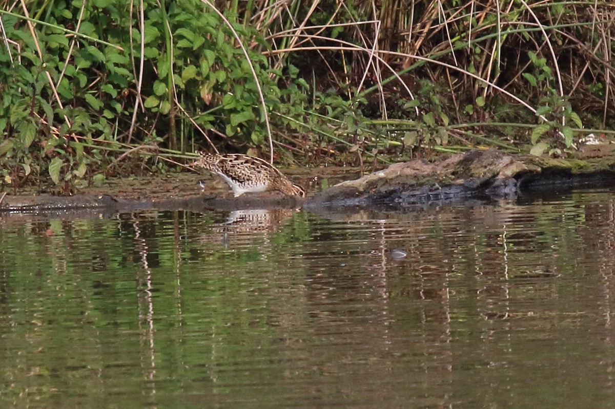 japanbekkasin - ML646171451