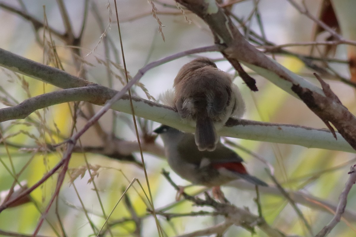 blåalvesmett - ML646171456