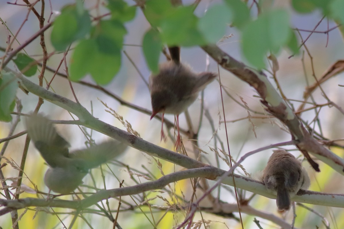 blåalvesmett - ML646171457