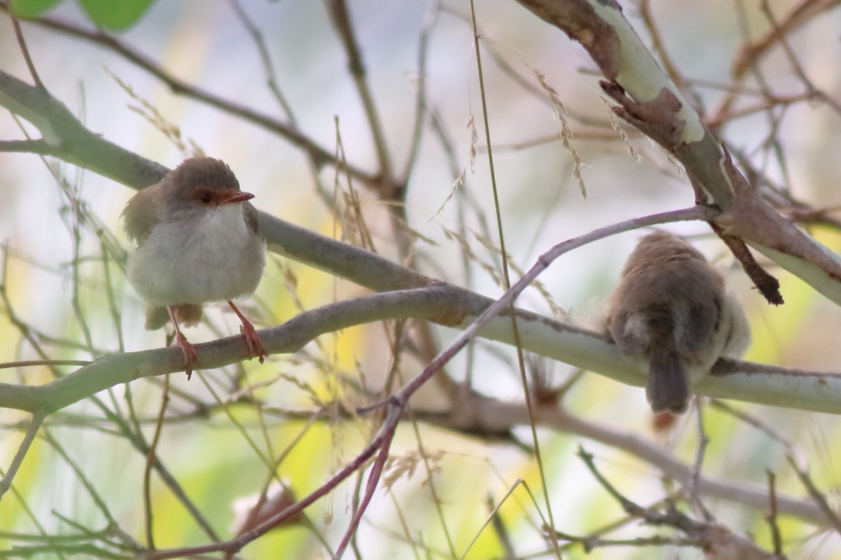 blåalvesmett - ML646171458