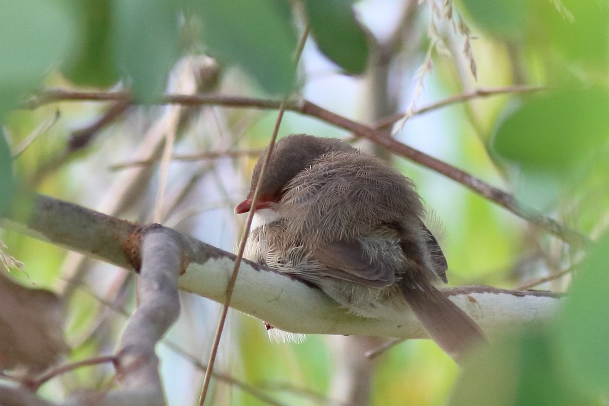 blåalvesmett - ML646171459