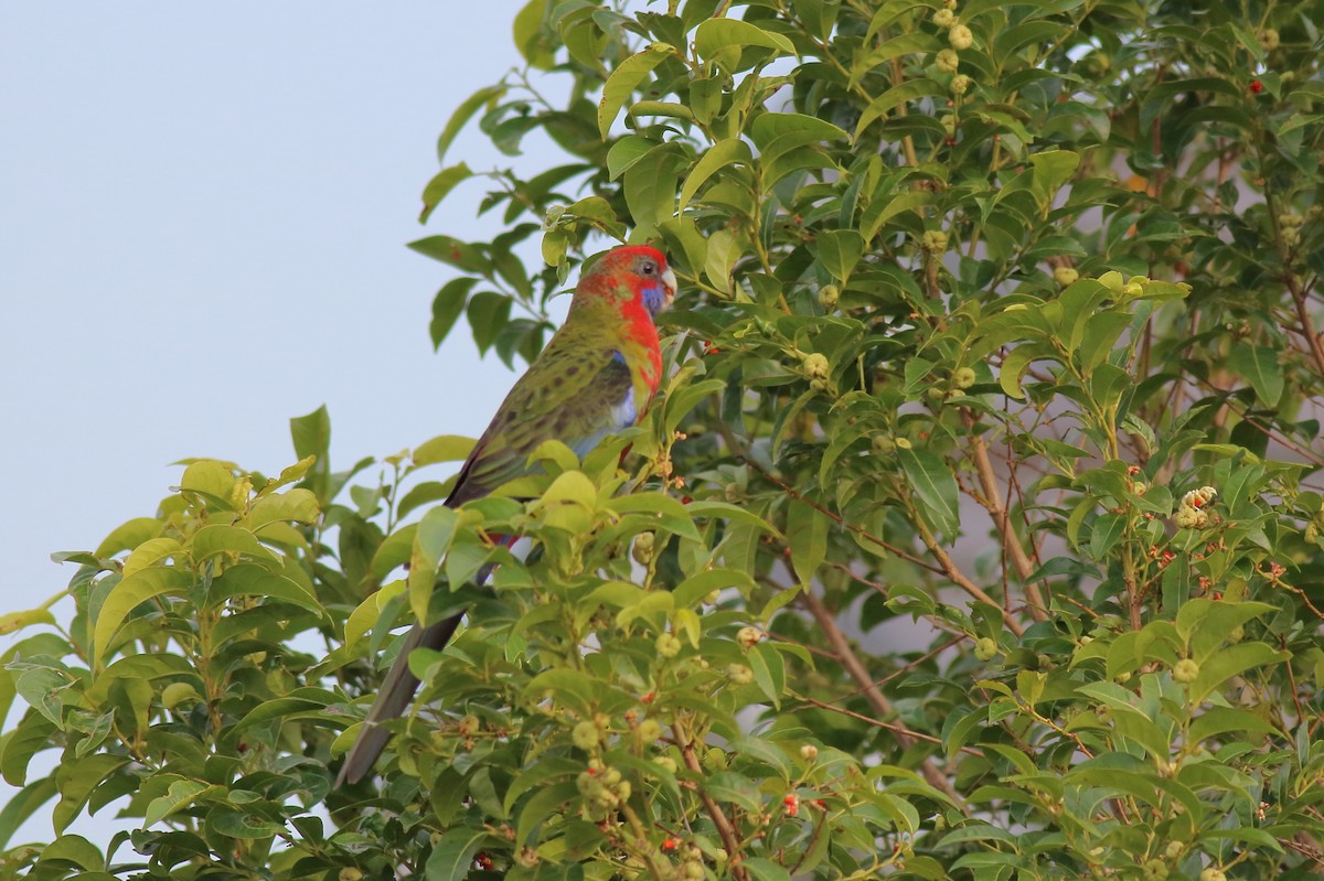 rødrosella (elegans gr.) - ML646171460