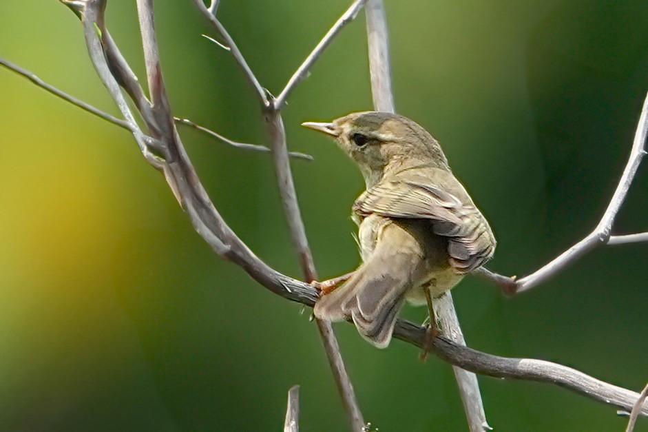 Willow Warbler - ML646171464