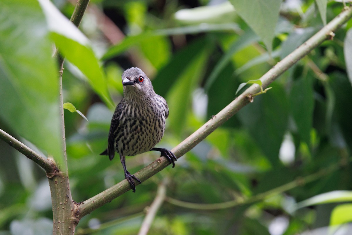 Asian Glossy Starling - ML646171473