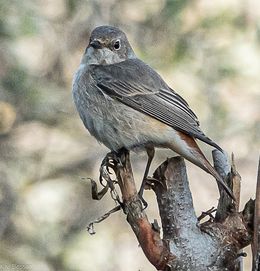 Common Redstart - ML646171481