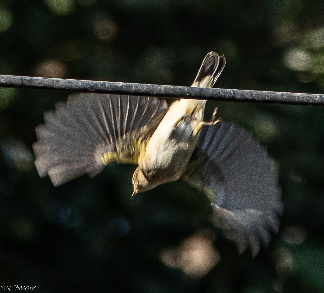 Common Chiffchaff - ML646171482