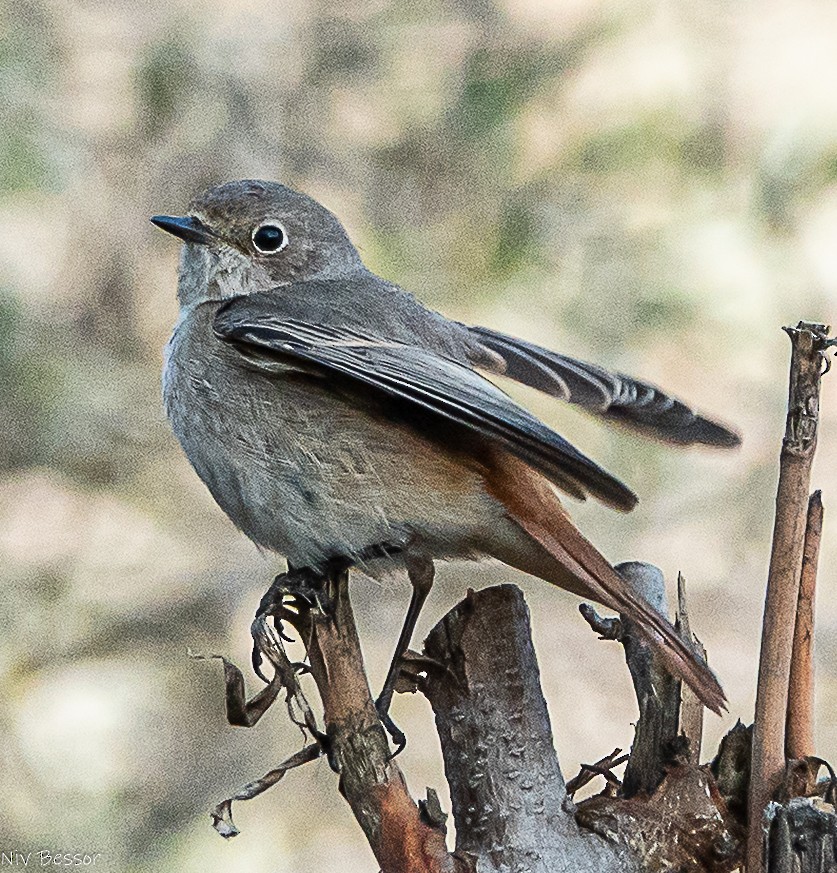Common Redstart - ML646171483