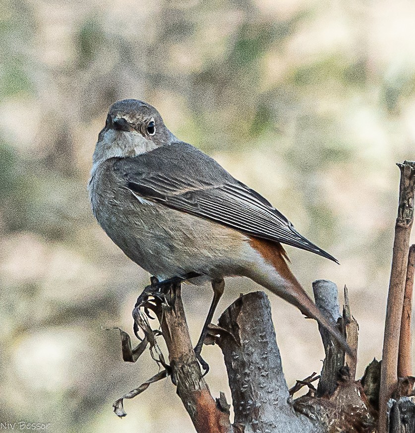 Common Redstart - ML646171484