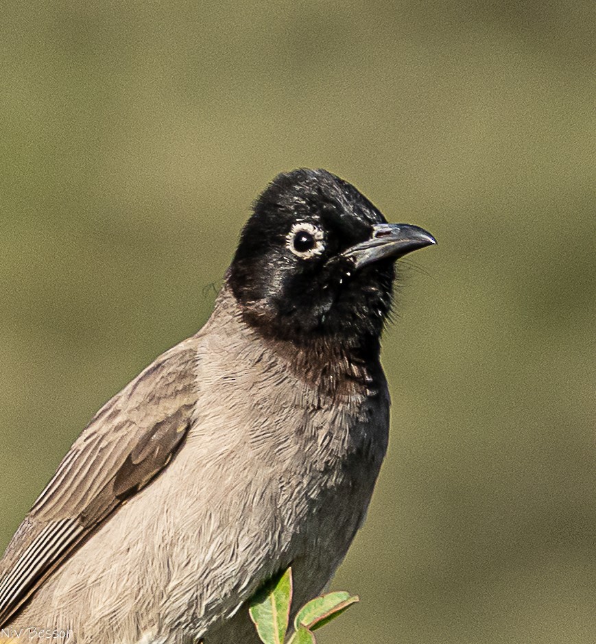 Gelbsteißbülbül - ML646171485