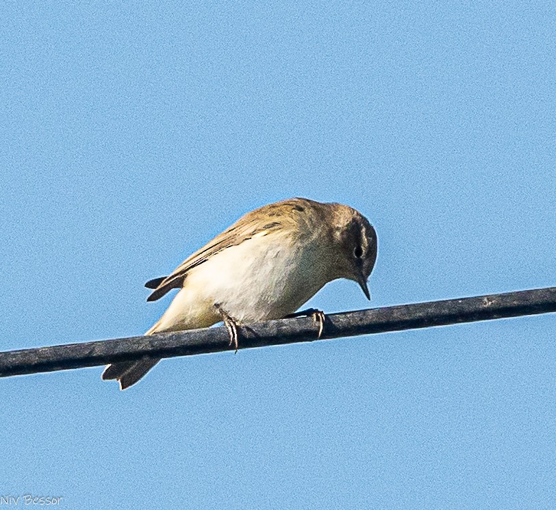 Common Chiffchaff - ML646171486