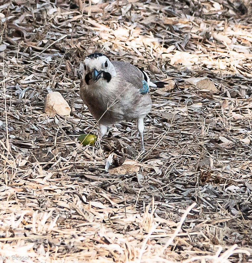 Eurasian Jay (Black-capped) - ML646171488