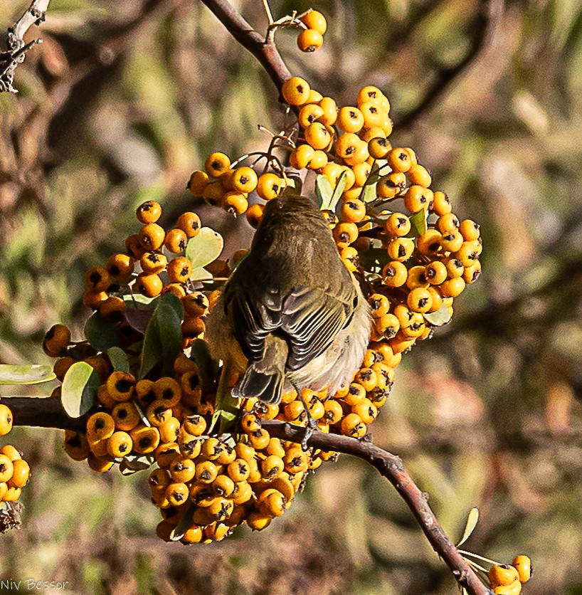 Common Chiffchaff - ML646171489