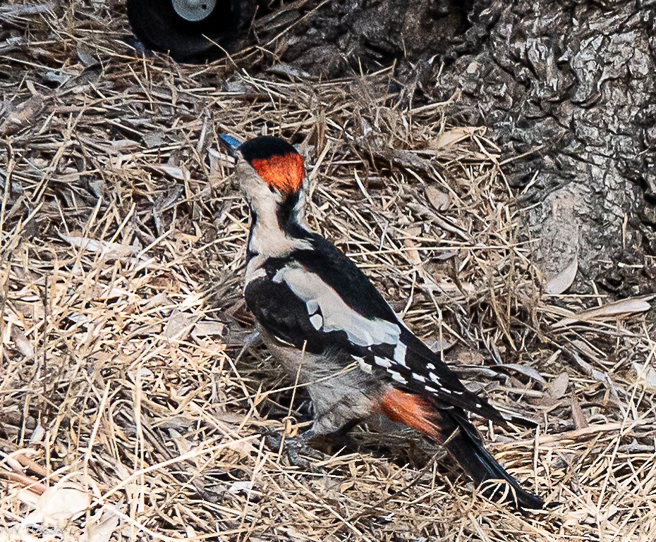 Syrian Woodpecker - ML646171490