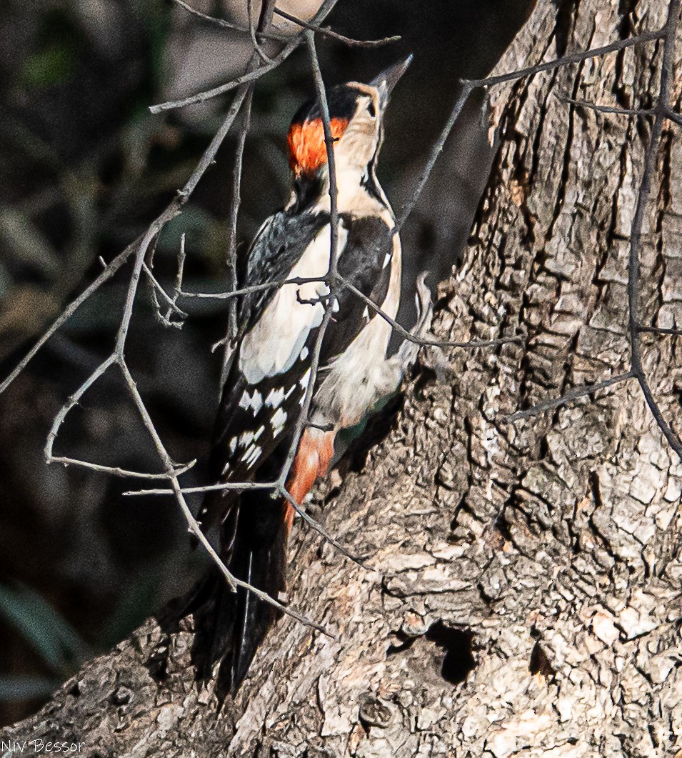 Syrian Woodpecker - ML646171491