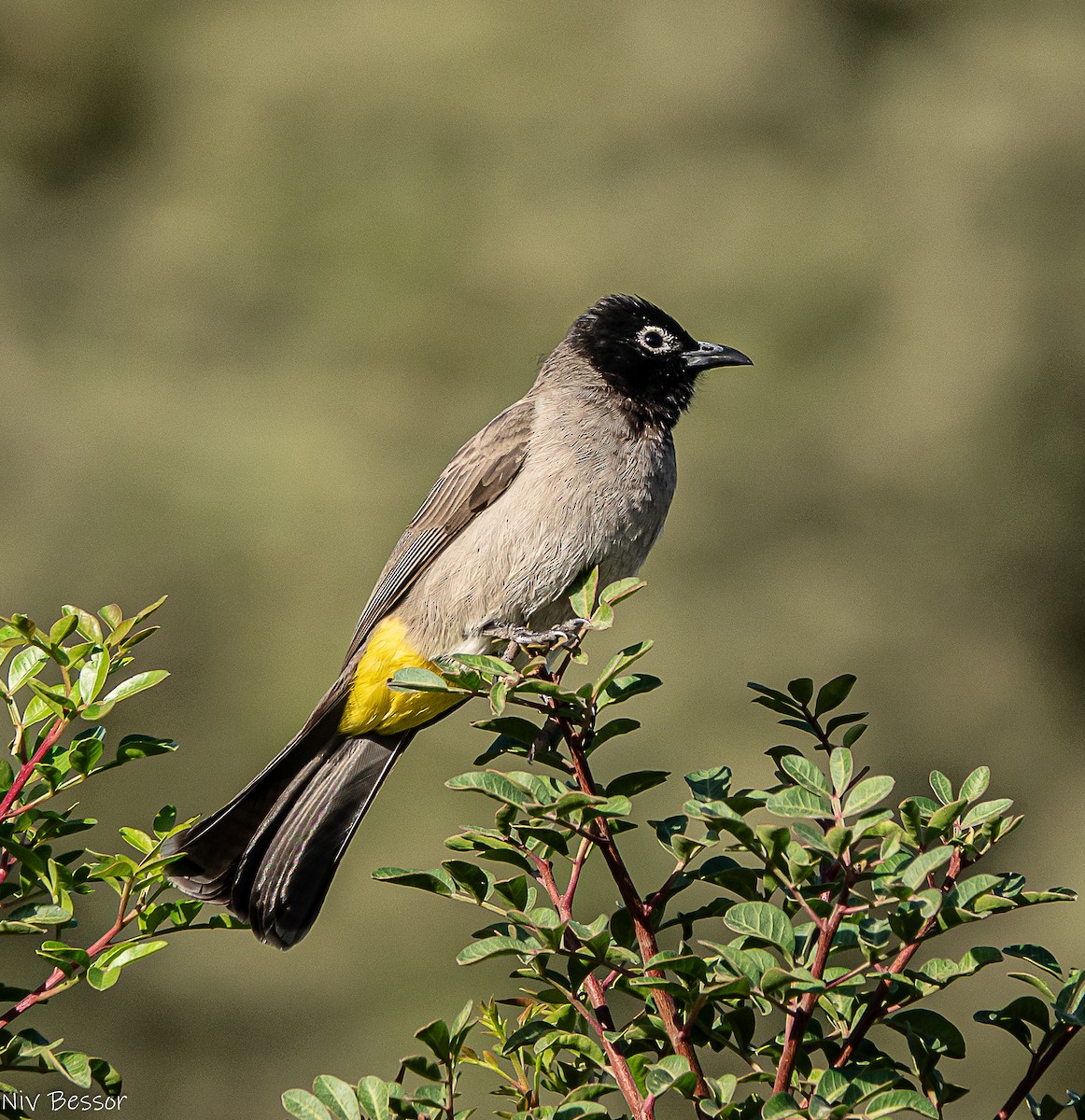 Gelbsteißbülbül - ML646171495