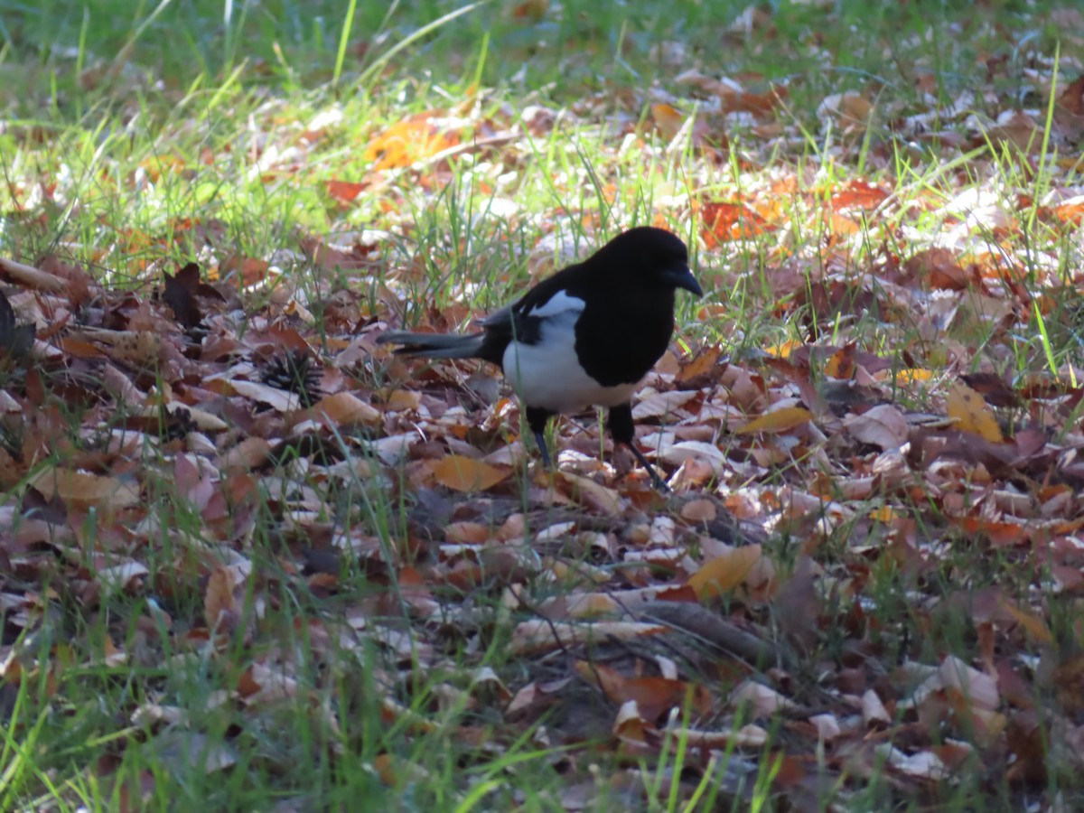 Дорнын шаазгай - ML646171497