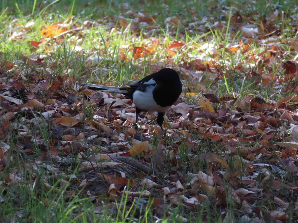 Дорнын шаазгай - ML646171498