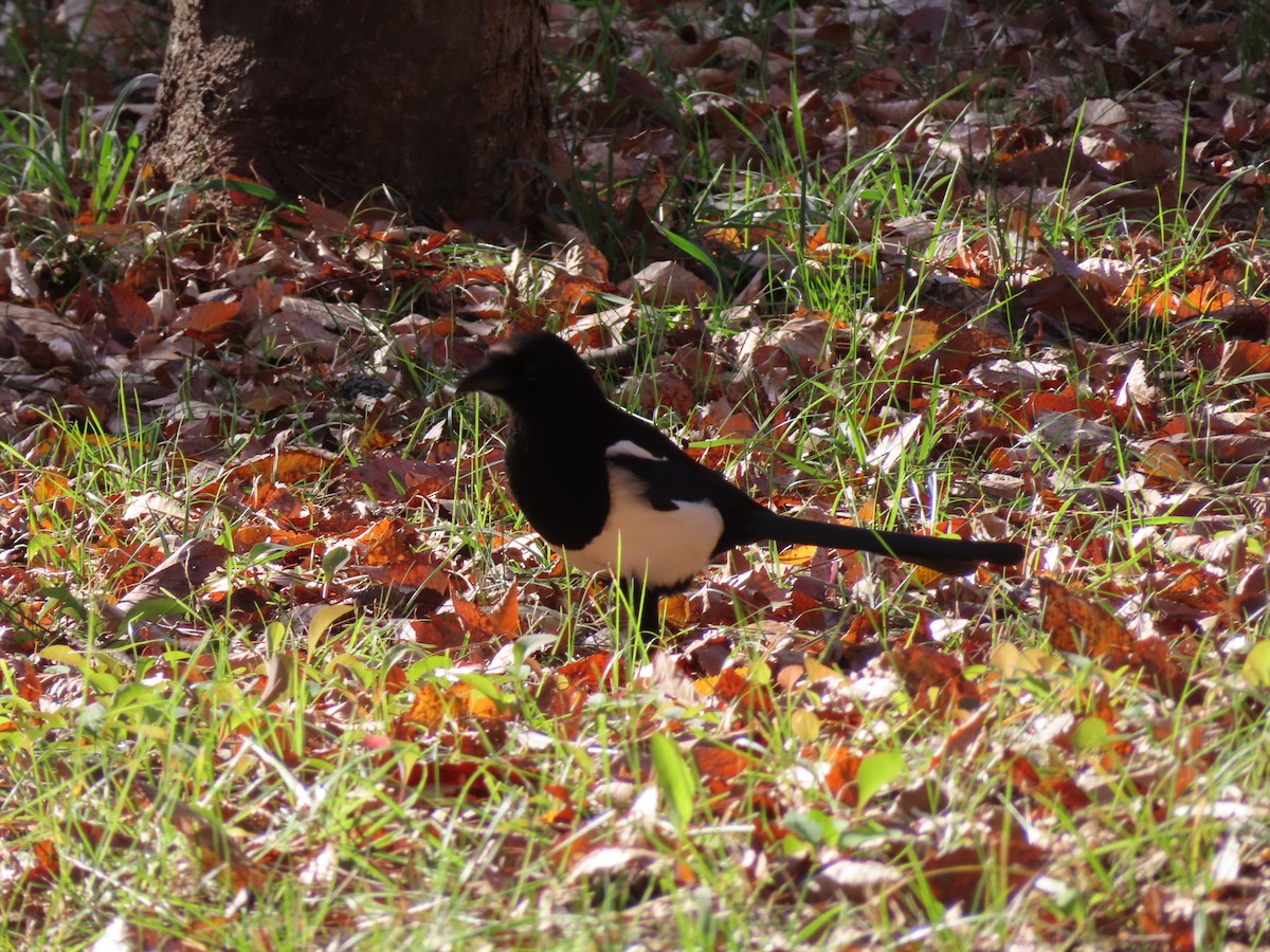 Дорнын шаазгай - ML646171502