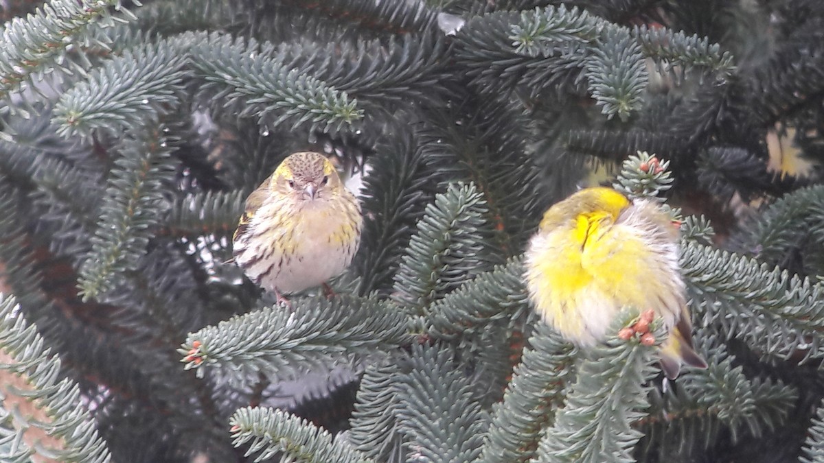 Европейский вьюрок - ML646171505