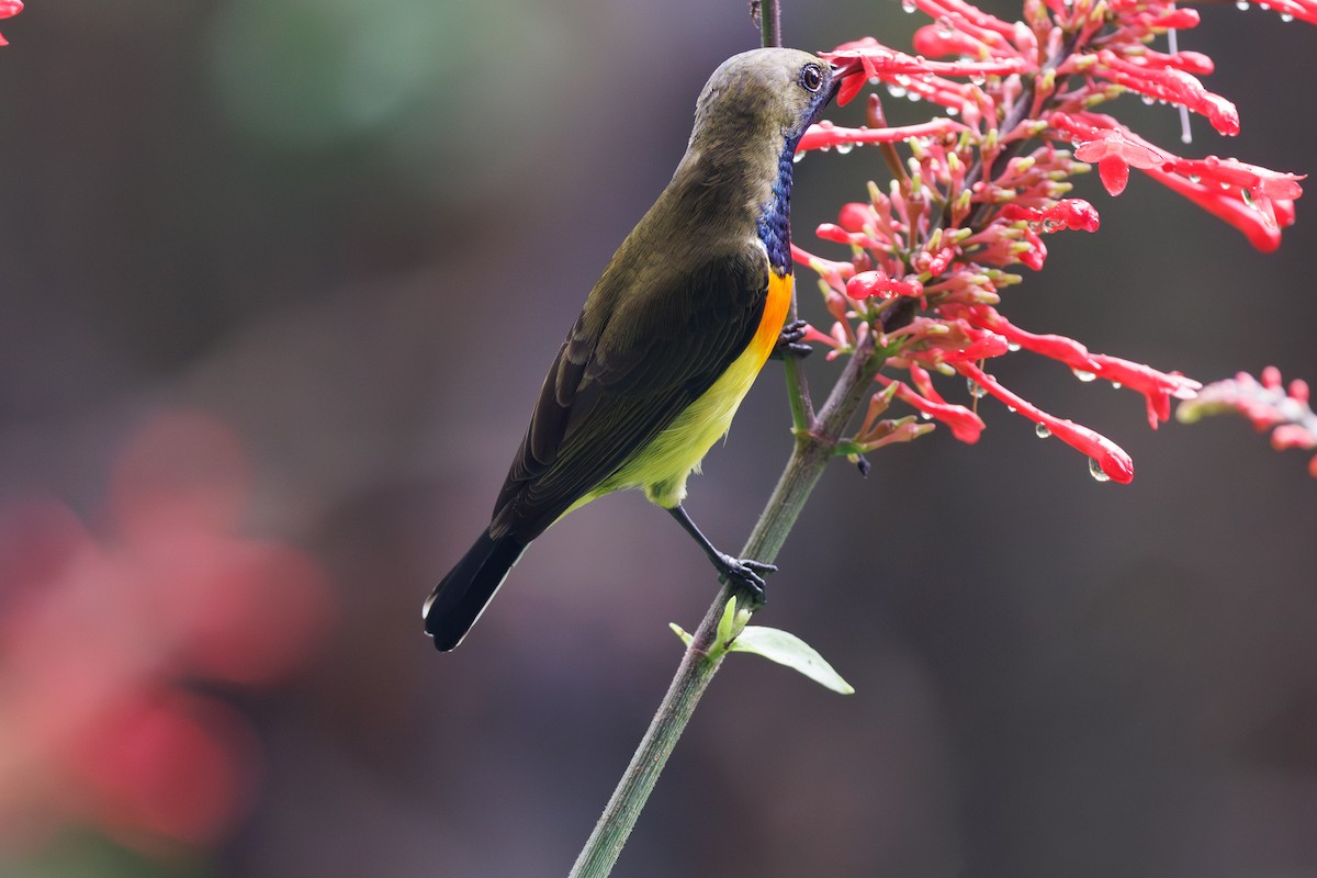 Suimanga de Palawan - ML646171533