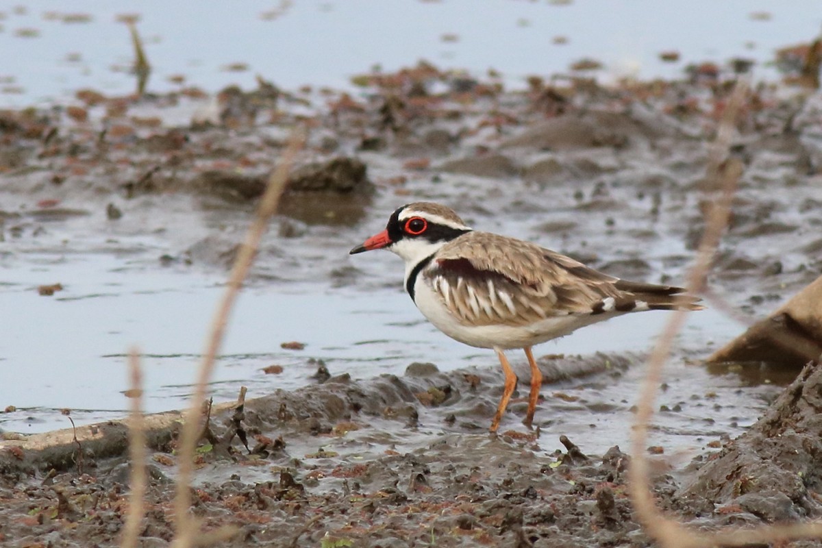 brunskulderlo - ML646171535