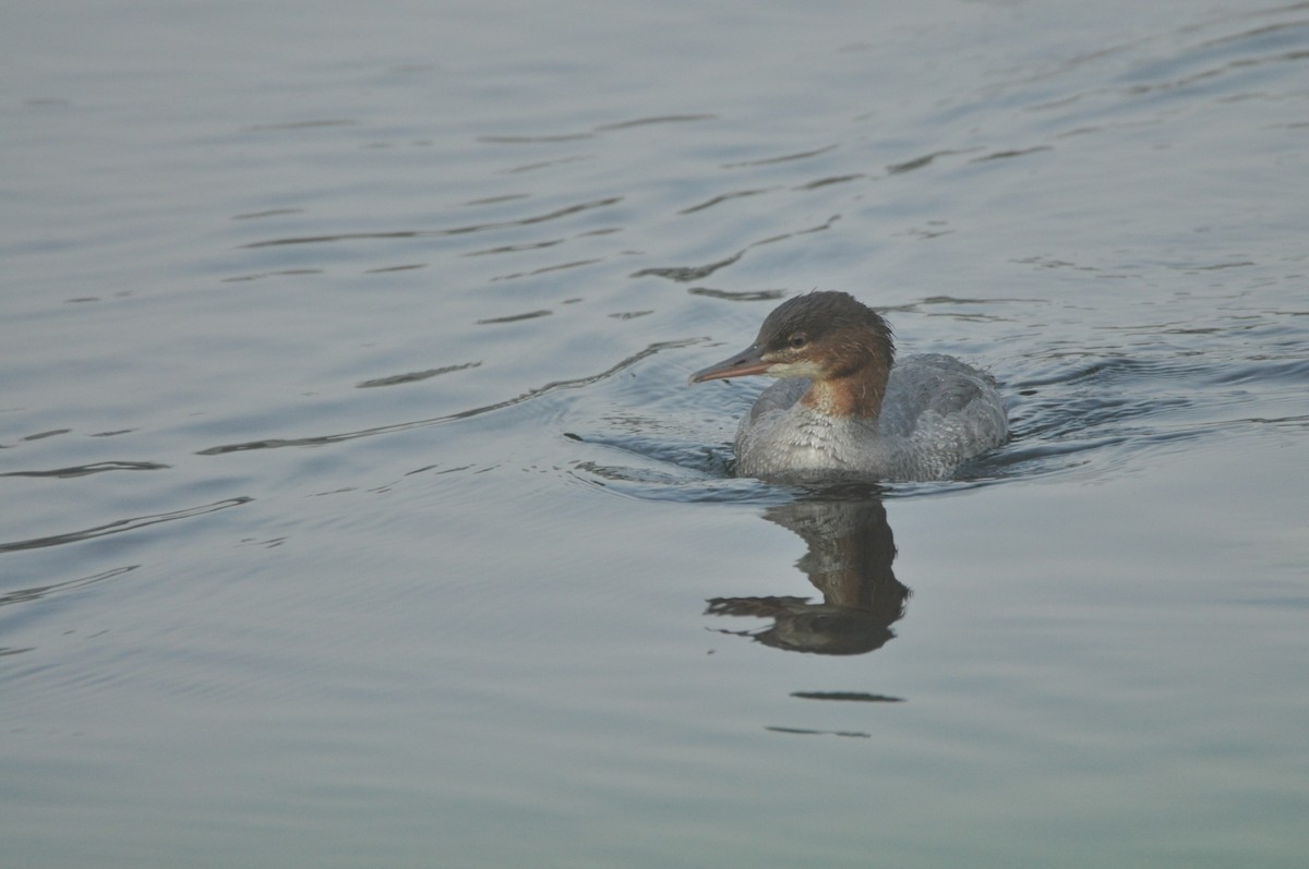 Common Merganser - ML646171536