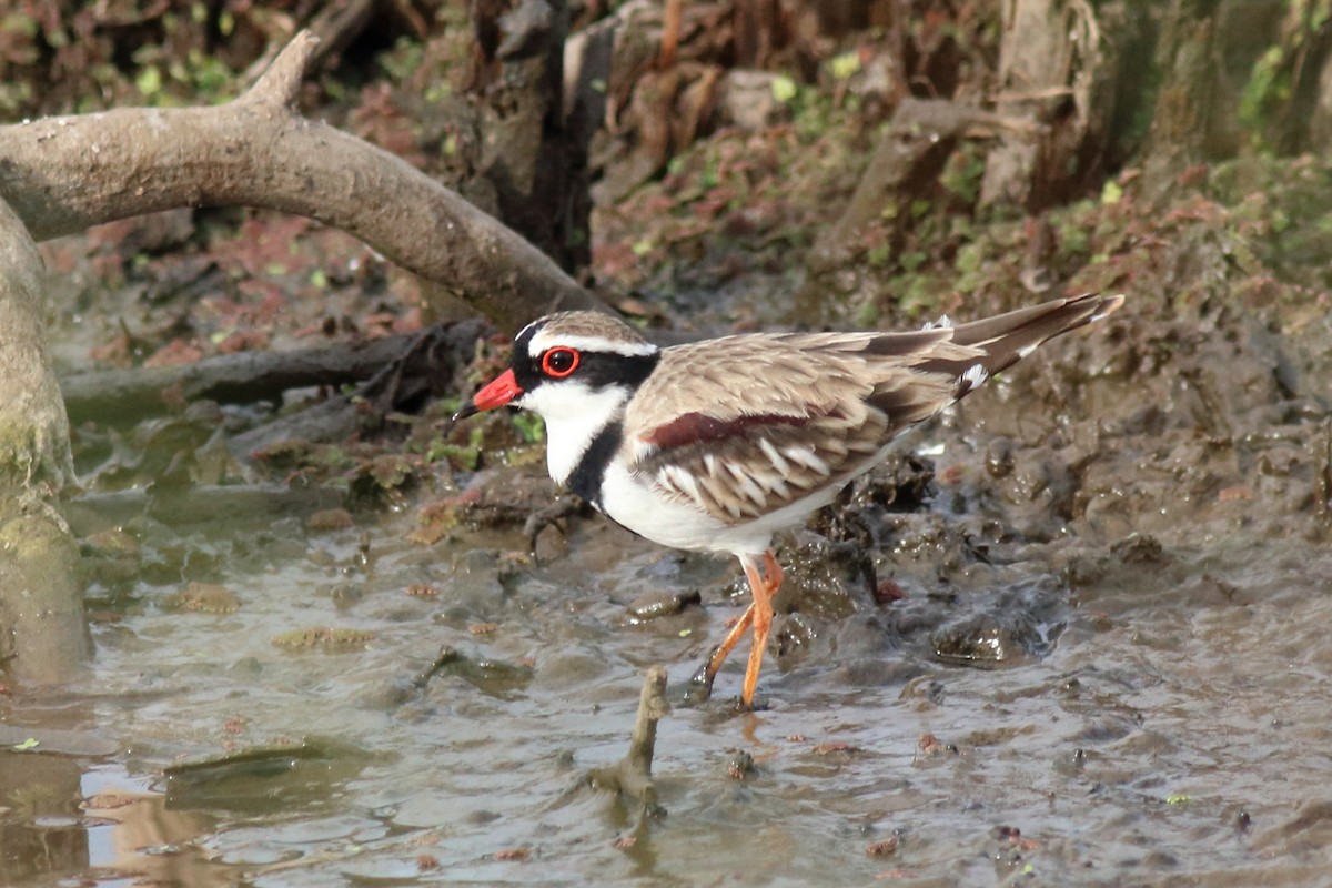 brunskulderlo - ML646171540