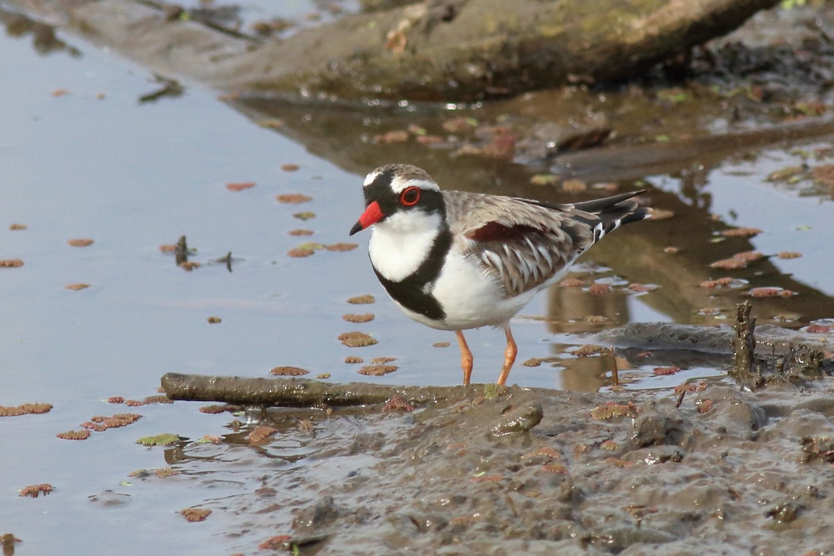 brunskulderlo - ML646171541