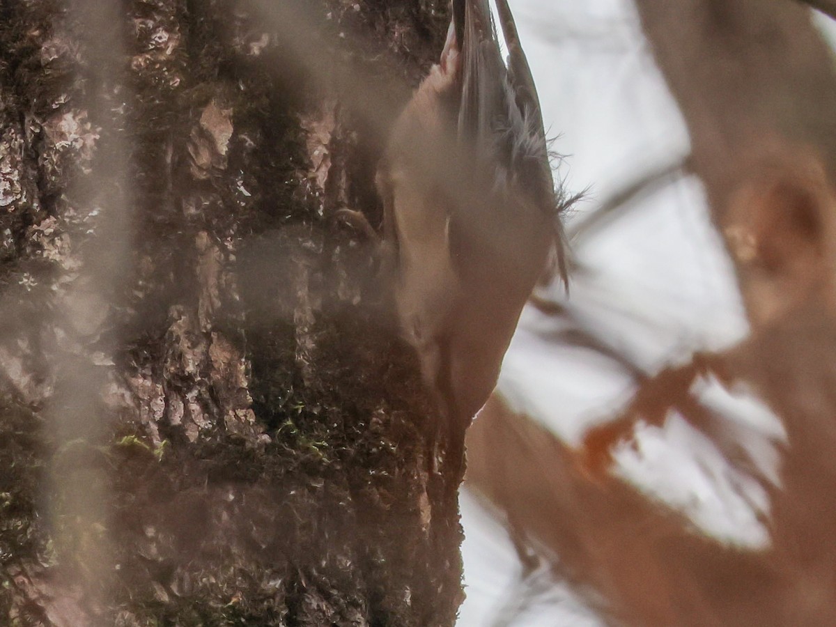 סיטה אירופית - ML646171547