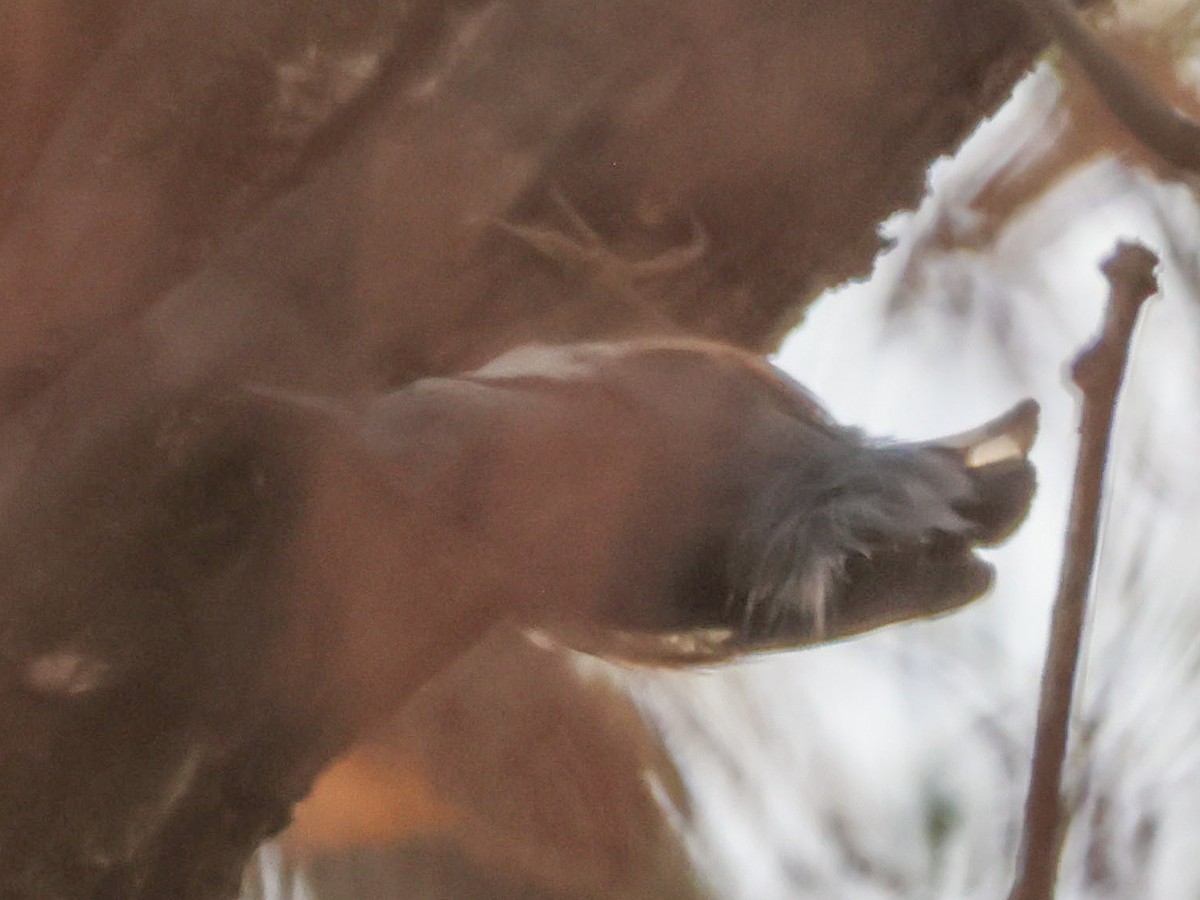 סיטה אירופית - ML646171548