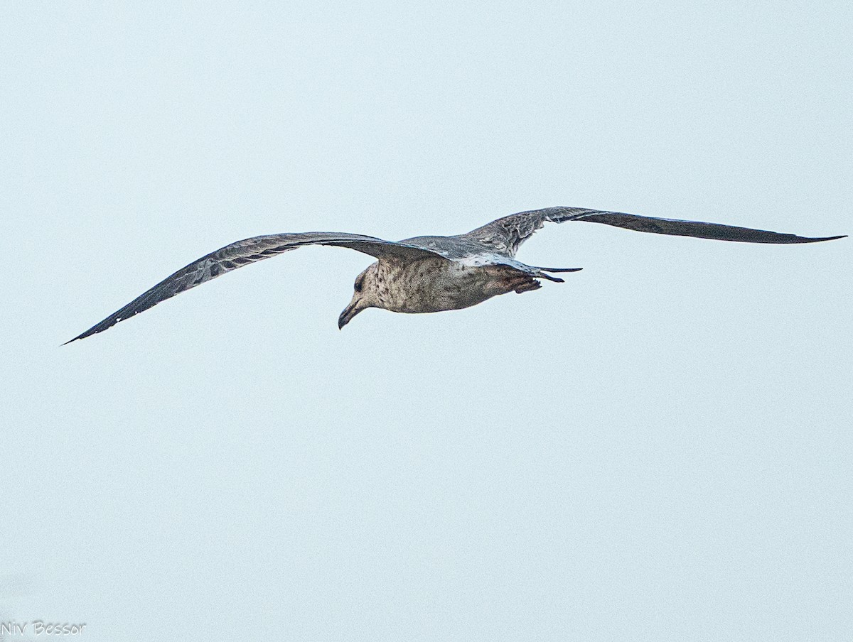 Armenian Gull - ML646171568