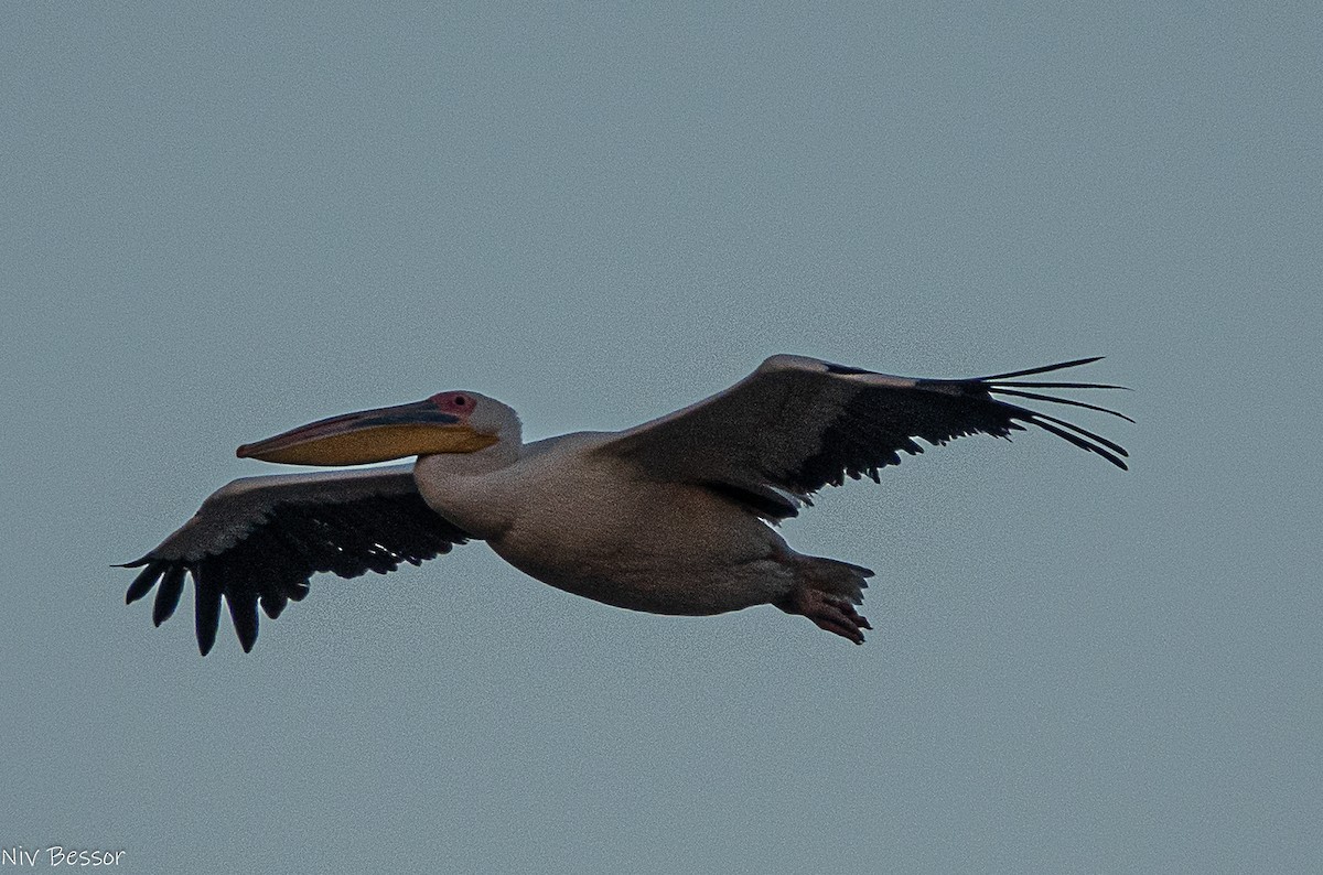 Great White Pelican - ML646171569