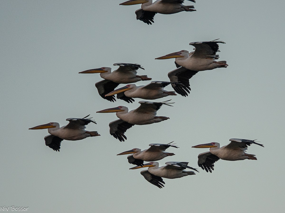 Great White Pelican - ML646171571