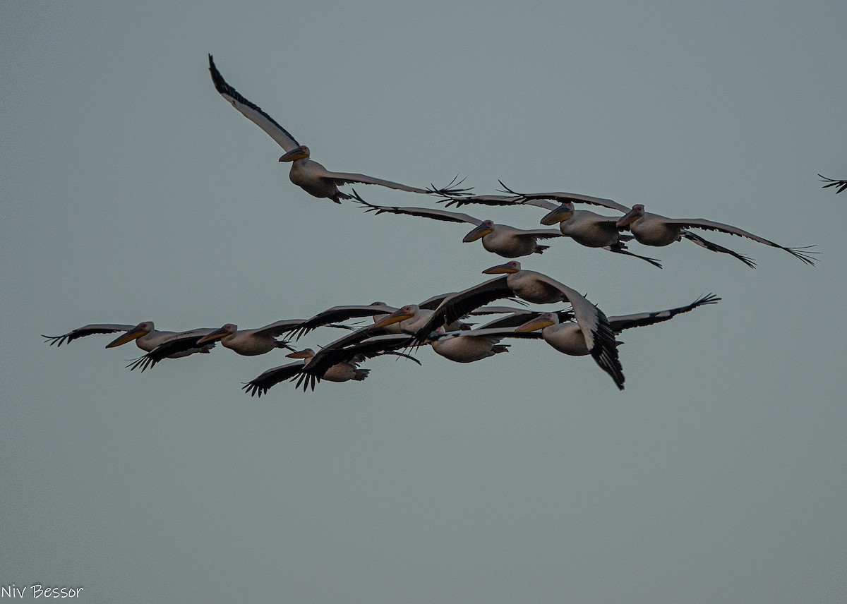 Great White Pelican - ML646171572