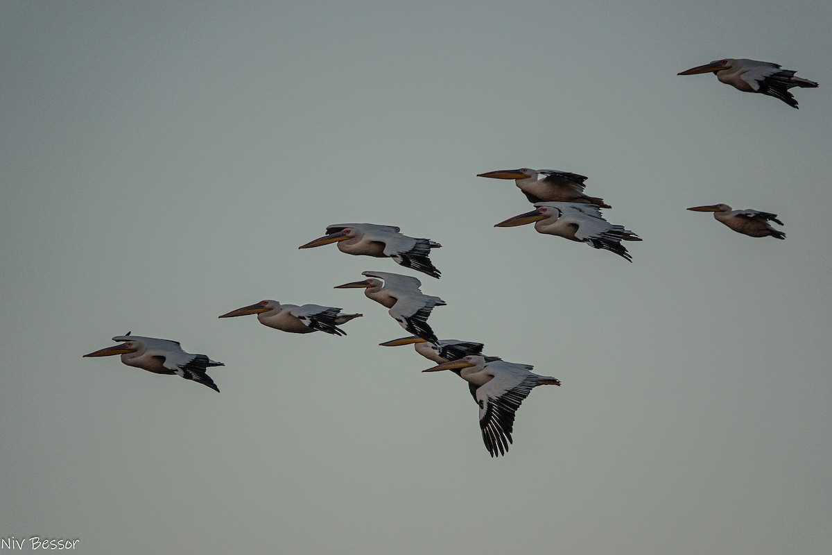 Great White Pelican - ML646171574