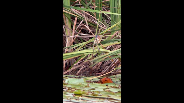 Американский волчок - ML646171575