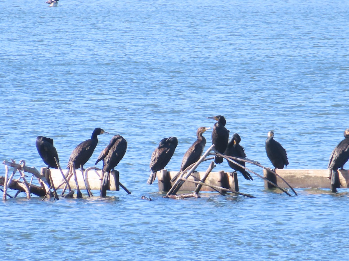 storskarv - ML646171580