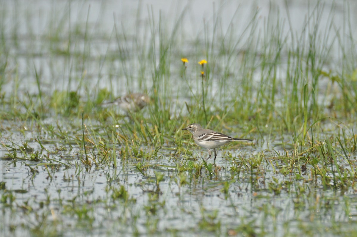 Citrine Wagtail - ML646171584