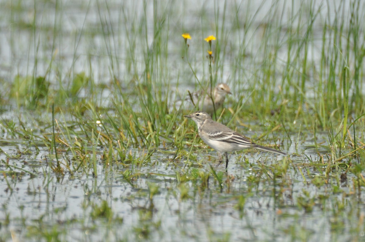 Citrine Wagtail - ML646171585