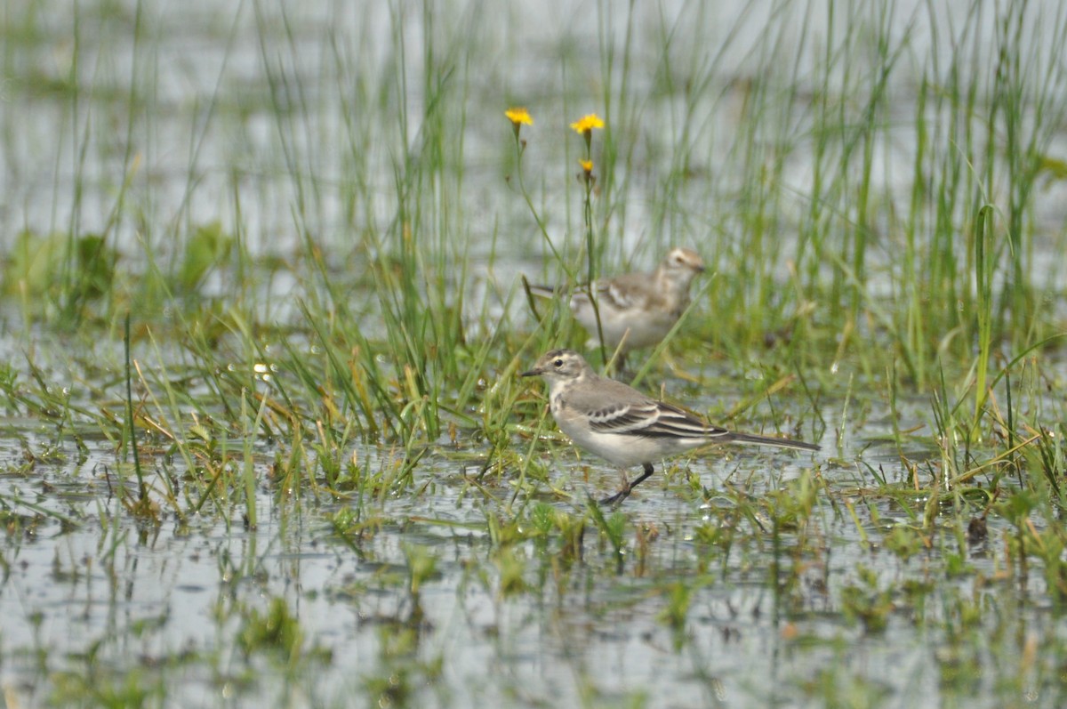 Citrine Wagtail - ML646171586