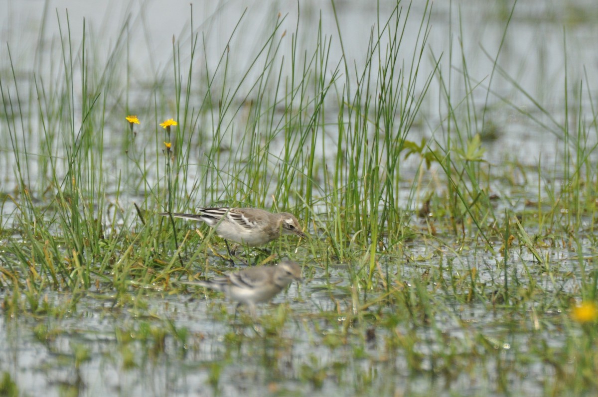 Citrine Wagtail - ML646171587