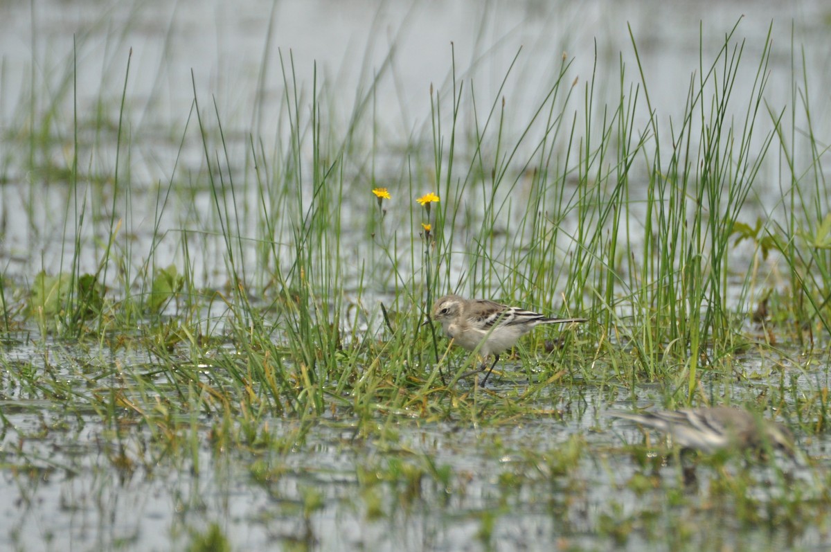 Citrine Wagtail - ML646171589