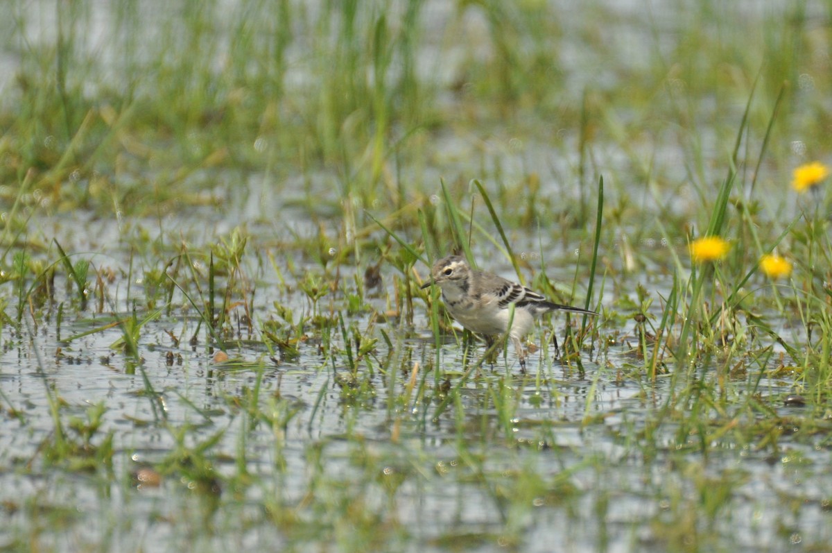 Citrine Wagtail - ML646171590
