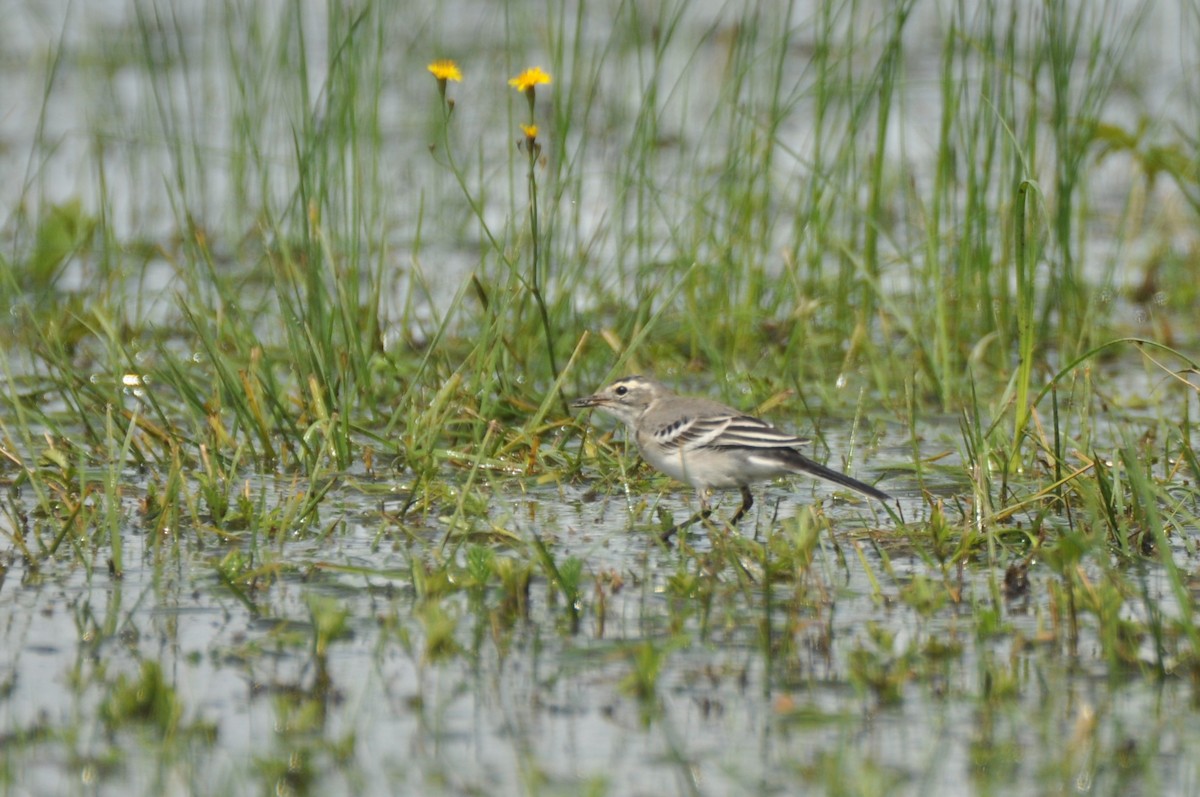 Citrine Wagtail - ML646171591