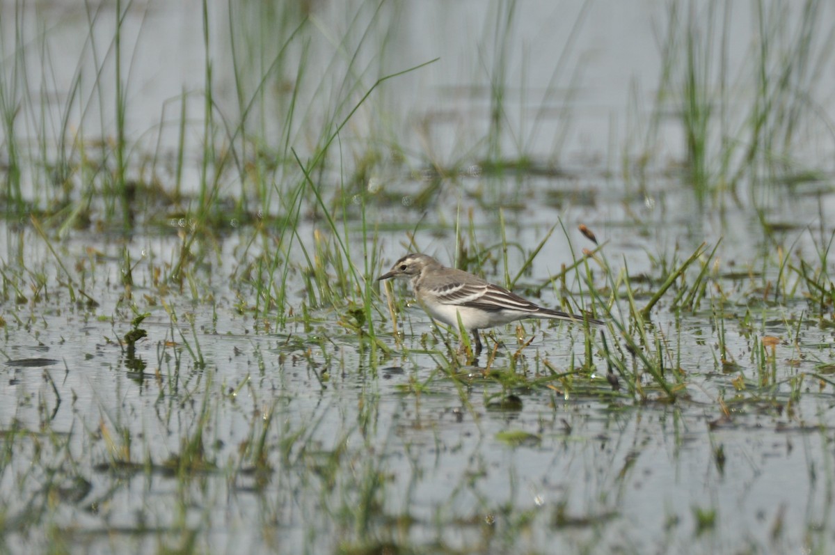 Citrine Wagtail - ML646171593
