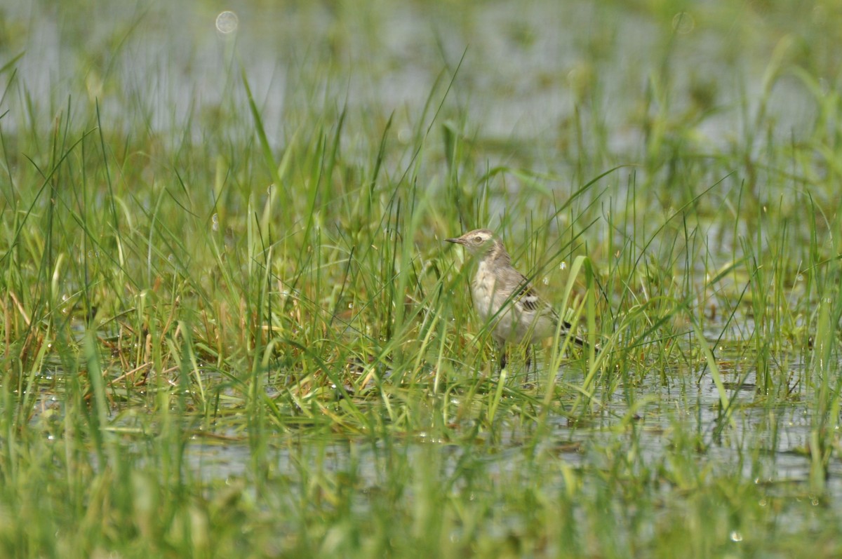 Citrine Wagtail - ML646171594